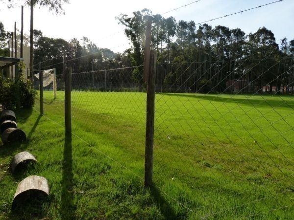 Canela - foto 23