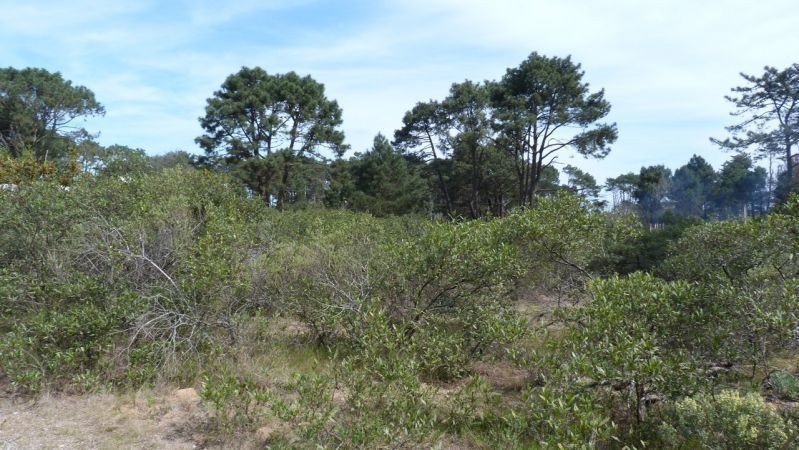 Terreno Chihuahua pad 488