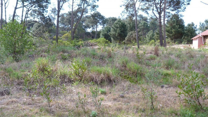 Terreno padrón 671 - foto 4