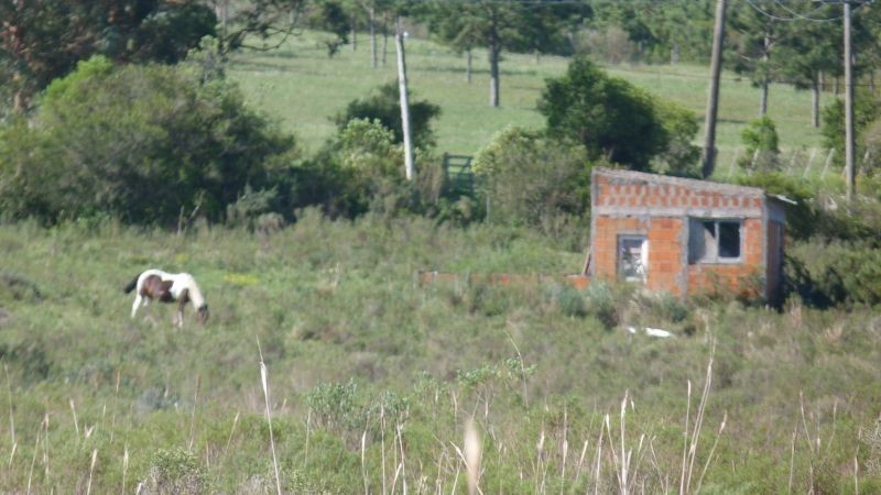 Campo padrón 20716 prima Ferny - foto 4