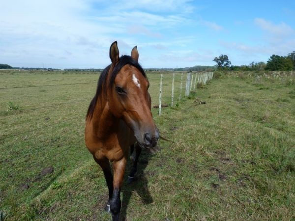 Chacra de Clive en camino Lussich - foto 17