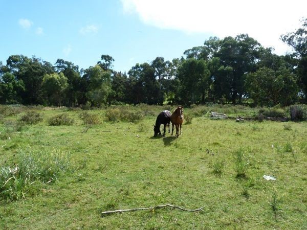 Chacra de Clive en camino Lussich - foto 25