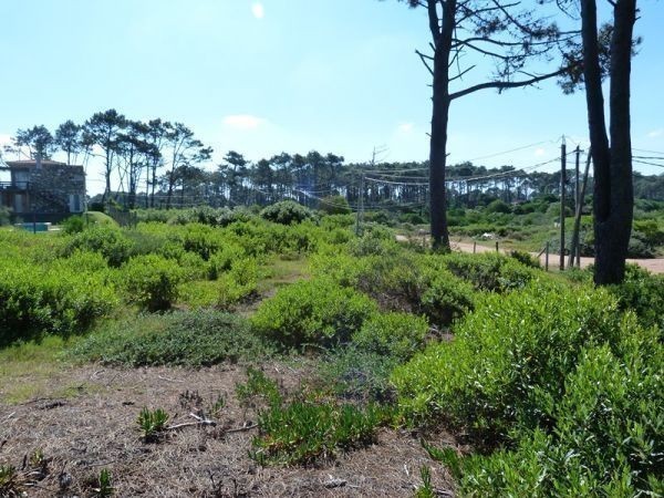 Terreno en Chihuahua padrón 336 - foto 4