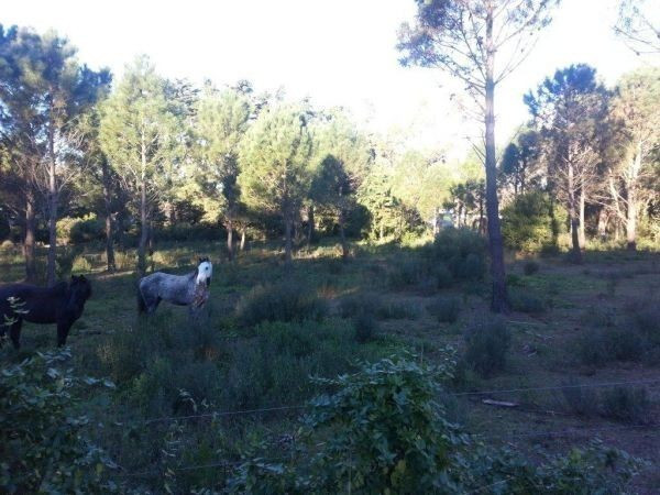 Terreno Vileta de los Corchos padrón 25726