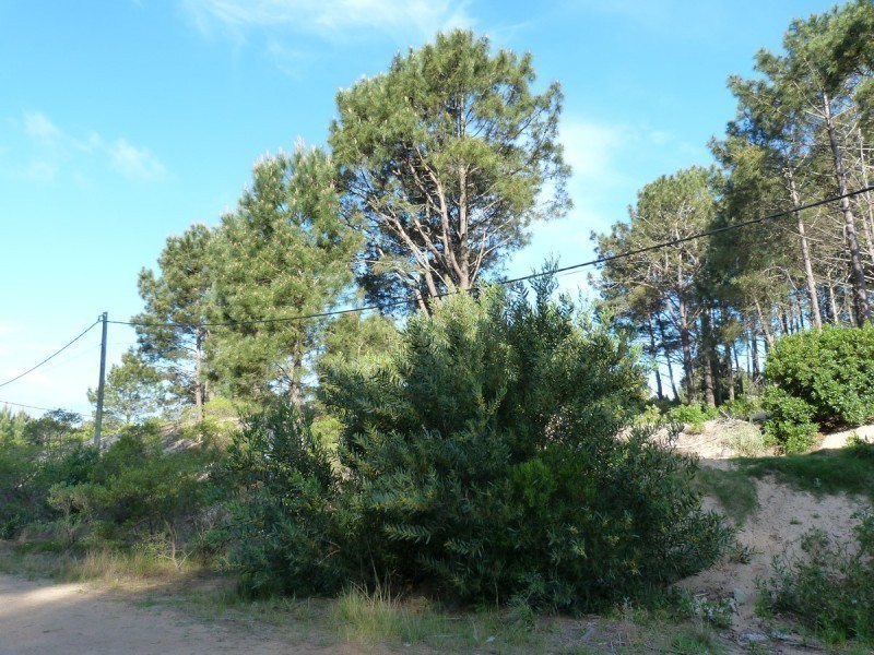 Terreno en Chihuahua padrón 621 - foto 3