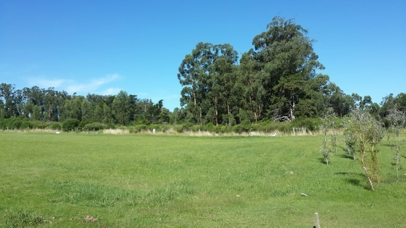 lote 54 rodrigo