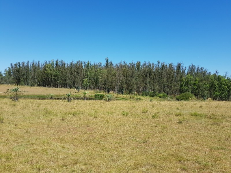 Chacra Ruta 12, km 14,5 (Padron 19500) - foto 9