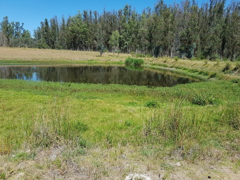 Chacra Ruta 12, km 14,5 (Padron 19500) - foto 7