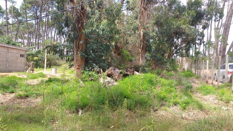 Padrón 13337 - foto 5