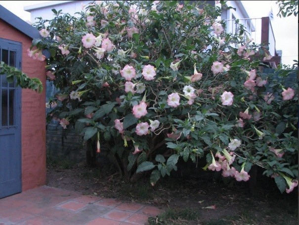 Casa Santa Rita - Balneario BS AS - foto 11