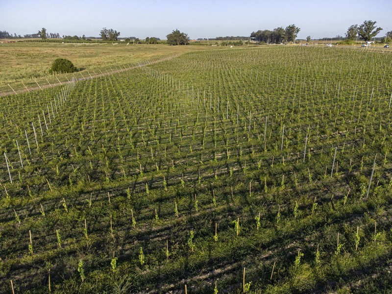 Syrah Viñedos - foto 2