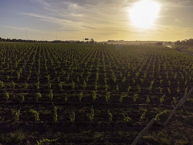 Syrah Viñedos