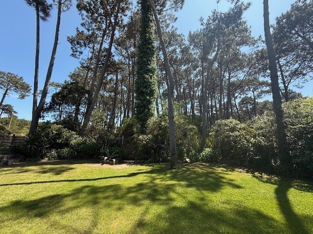 SEQUOIA (ex Retoño) - foto 19