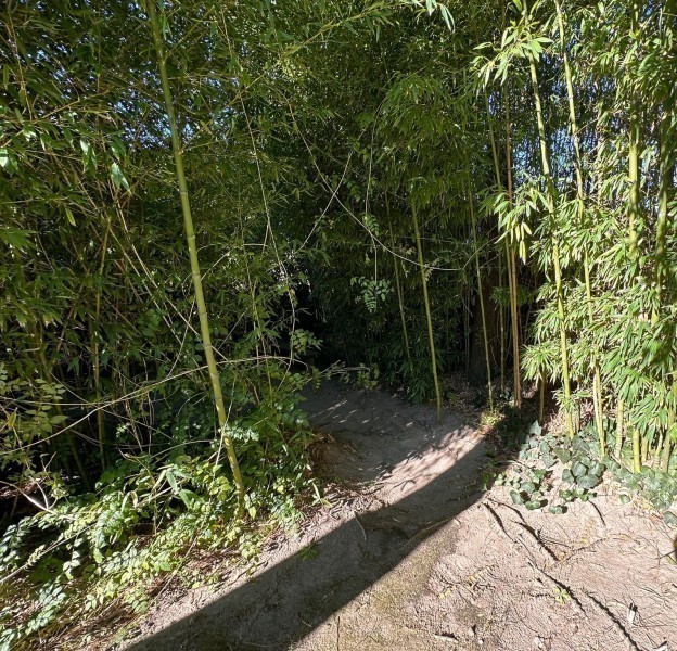 Pinares - Insula - foto 19